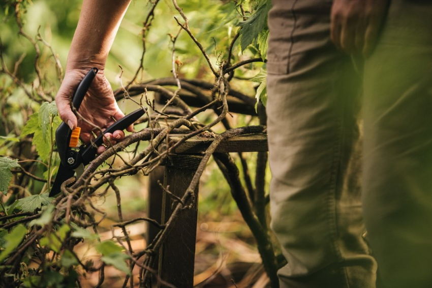 Mikor használjunk metszőollót és mikor ágvágót? - Fiskars metszőolló Mikor használjunk metszőollót és mikor ágvágót? - Fiskars metszőolló